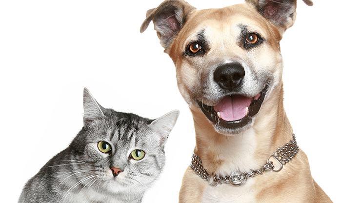 Pawology Palm Reading for Animals Paws & Animal Hypnosis - ebook