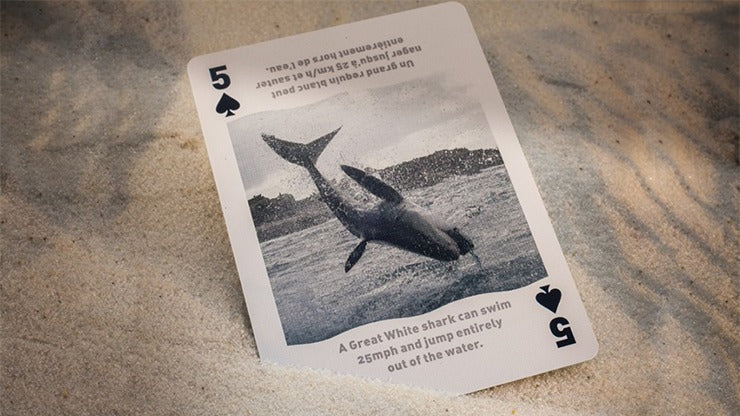 Bicycle Sharks Playing Cards by US Card Magic